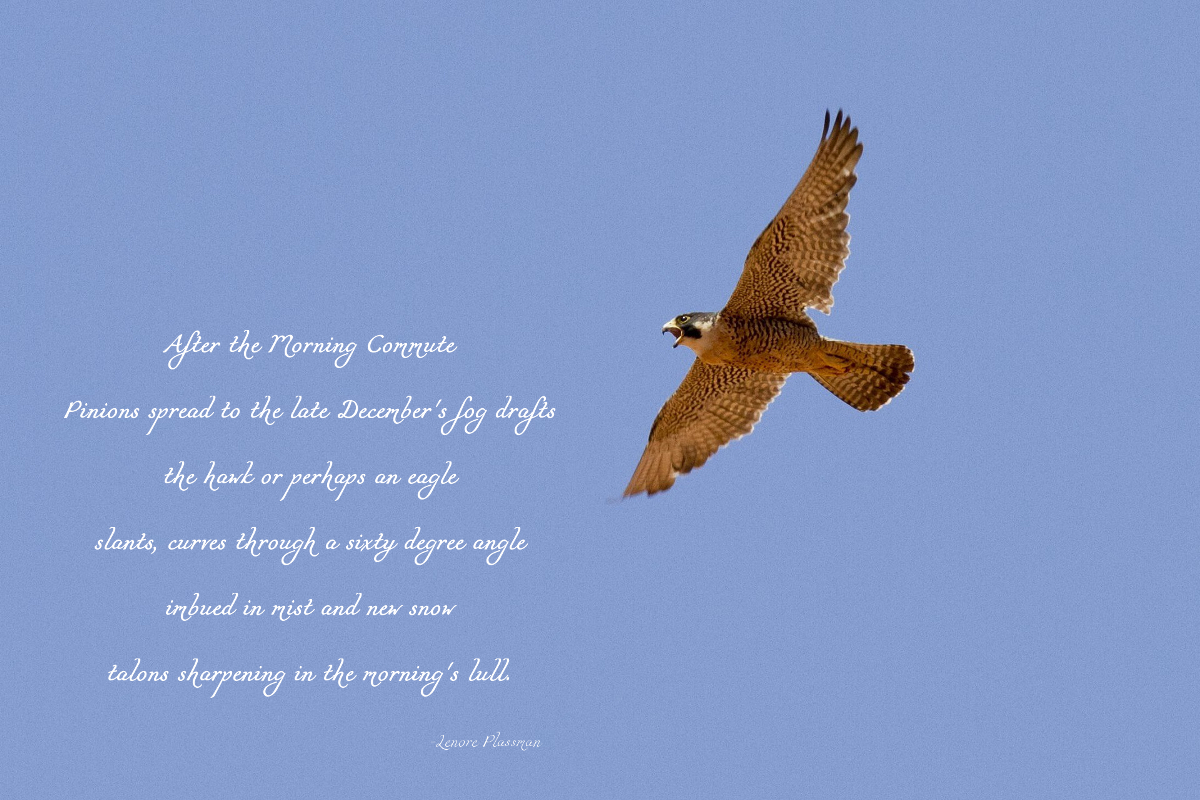 Winter Hawk Poem 1200.jpg