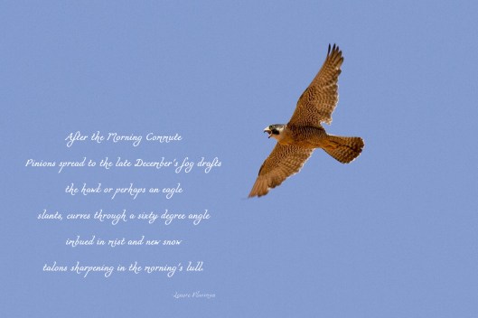Winter Hawk Poem 1200.jpg