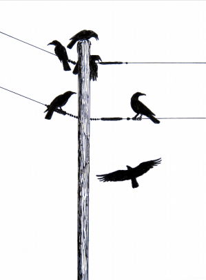 Black Friar Illo small.png