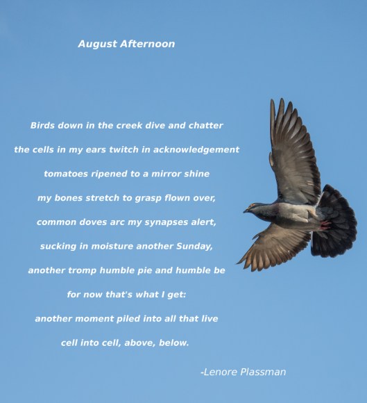 August Afternoon Poem 900